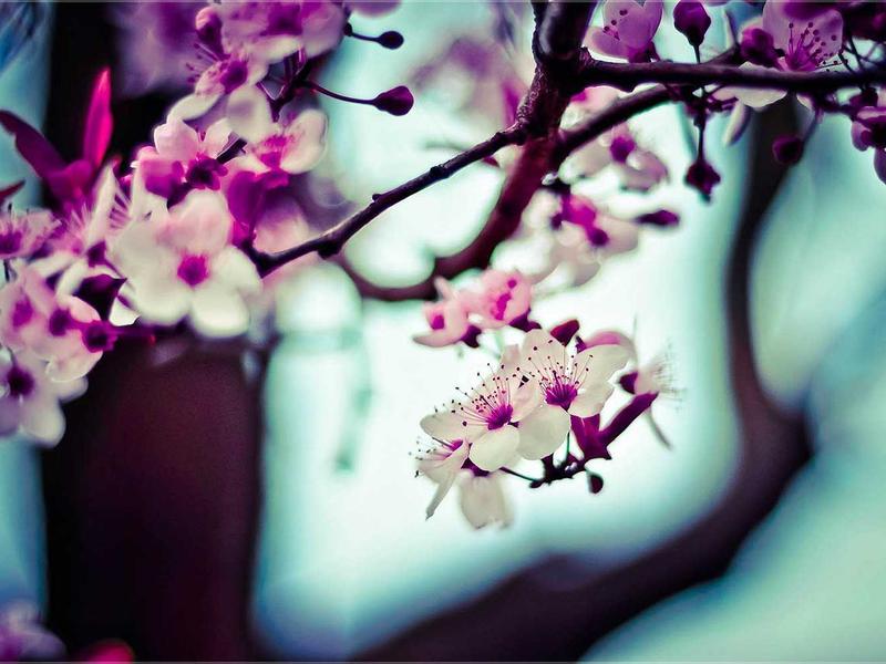 Pink and white cherry blossoms on a branch with a blurred blue background.